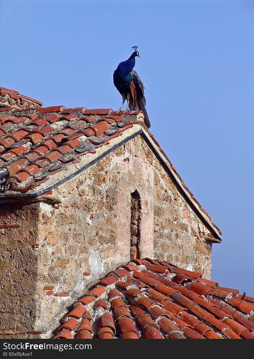 Peacock on a church