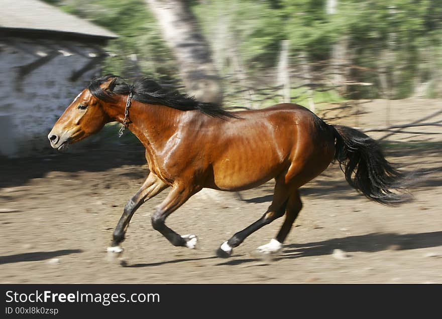 Running horse on blurred background