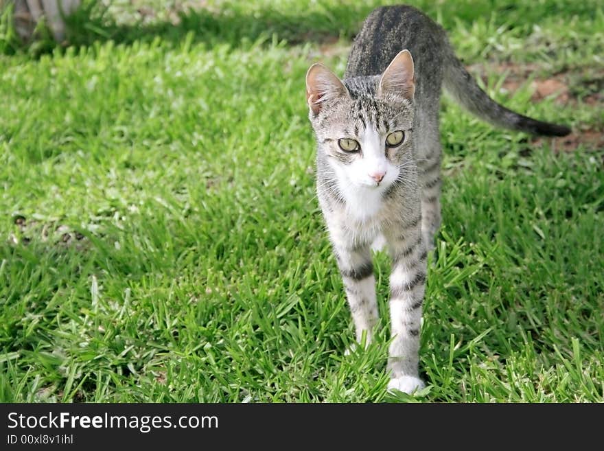 Young cat on the grass in the garden.