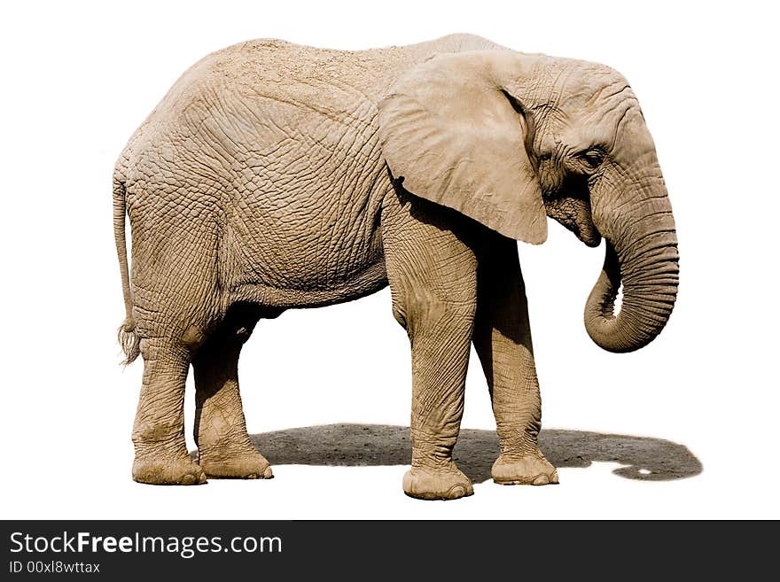 Real elephant isolated on white with clipping mask. Real elephant isolated on white with clipping mask