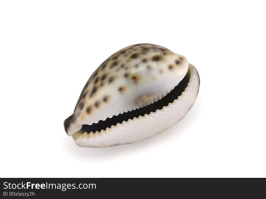 Mollusk shell