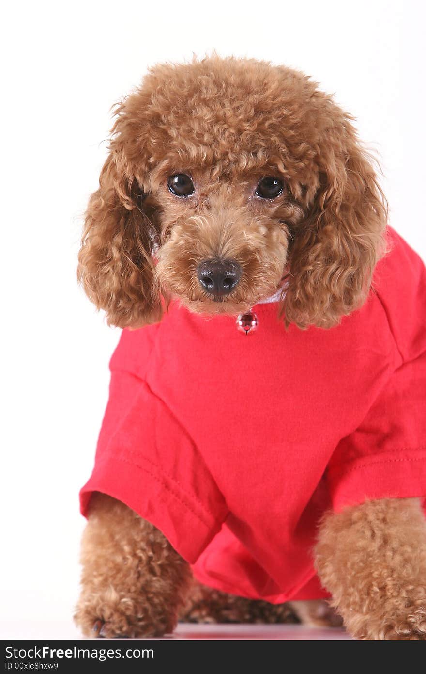 Toy poodle