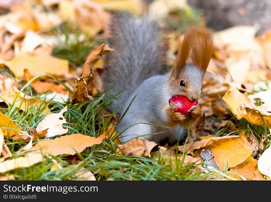 Gray squirrel sit in a autumn leaves 
and gnaws a peace of apple