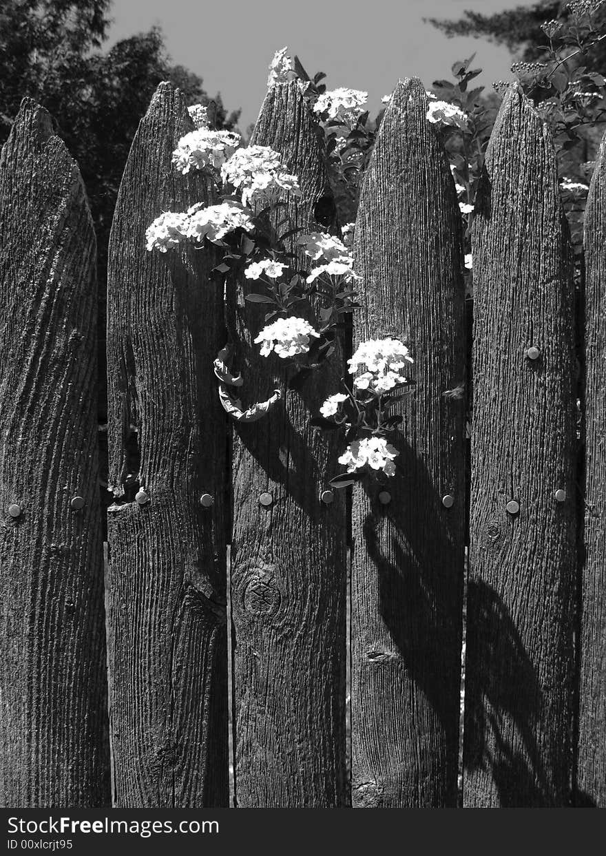 Flowers Hanging on the Wooden Fence. Flowers Hanging on the Wooden Fence