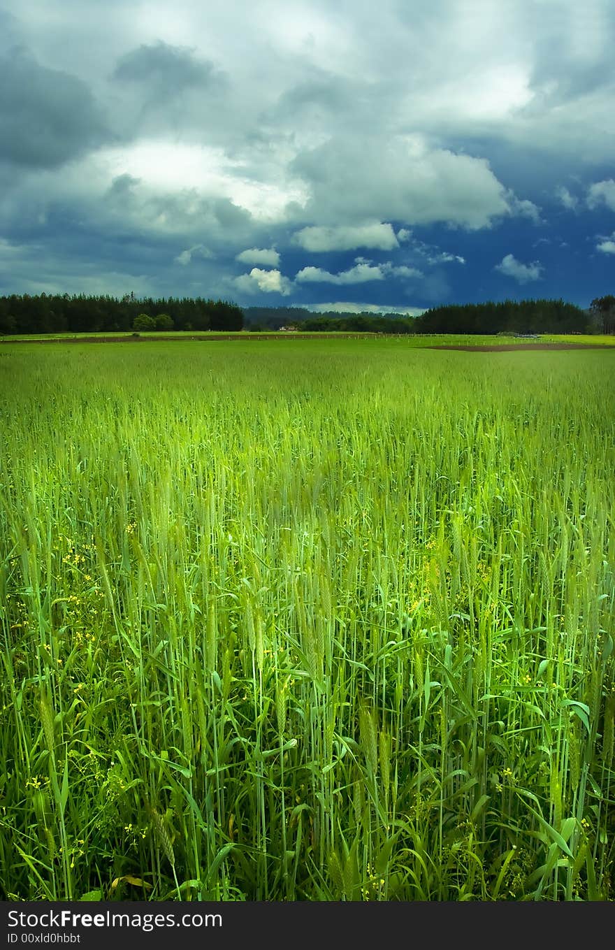 Corn field