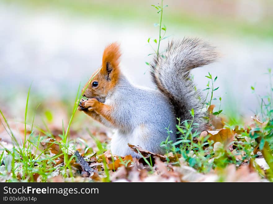 Gray squirrel sit in a autumn leaves and gnaws a peace of apple