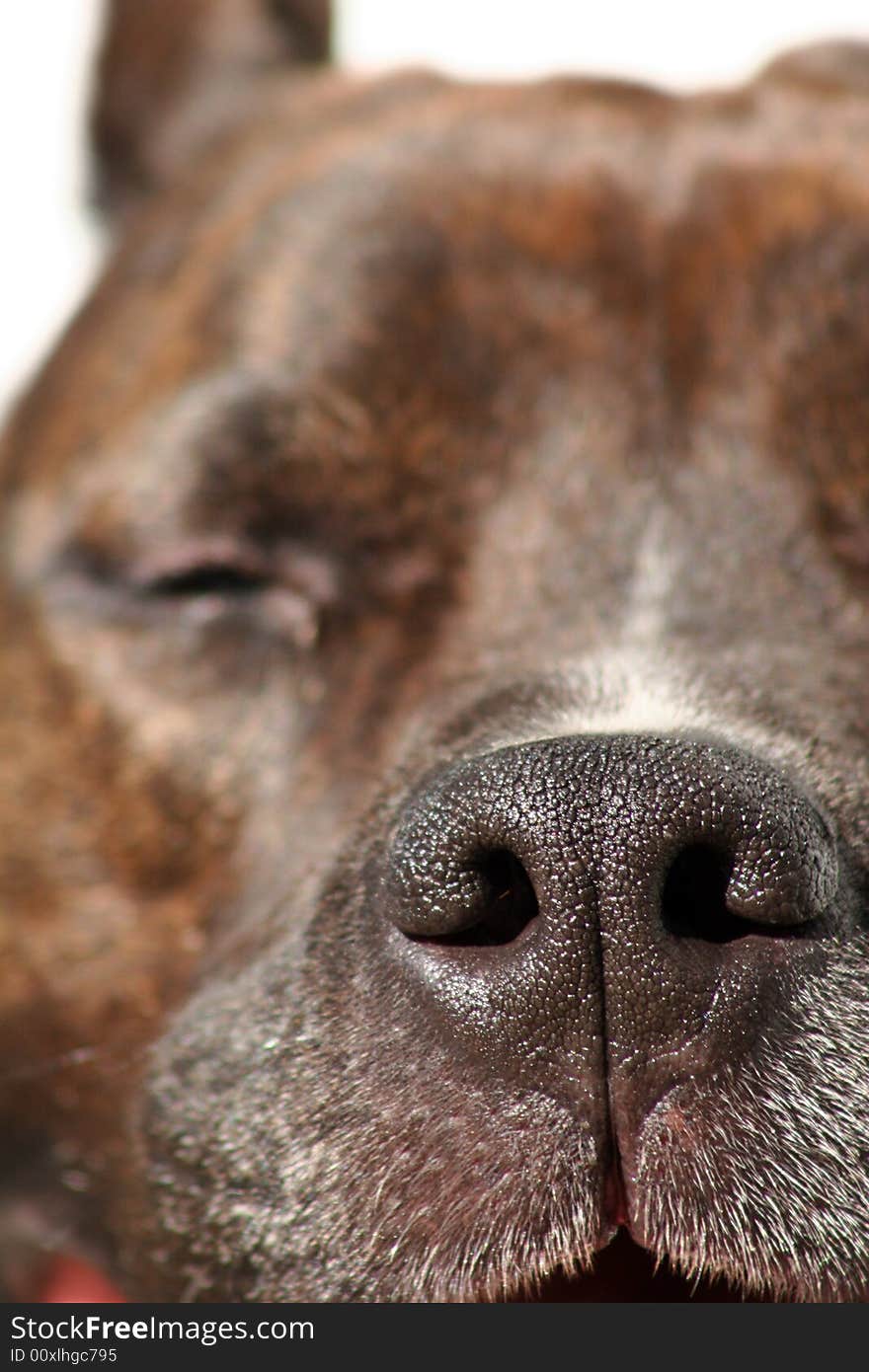 Dog Face Close up of Nose