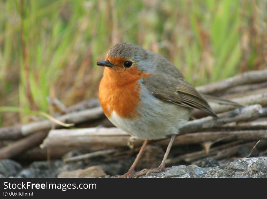 Redbreasted Robin walking through the dirt