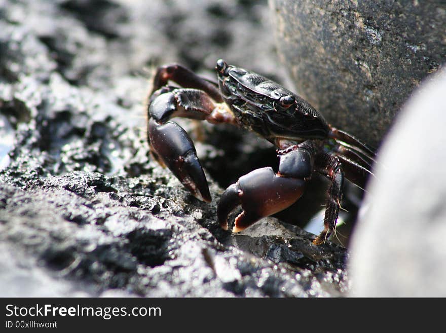 Crab on the Rocks in the Azores