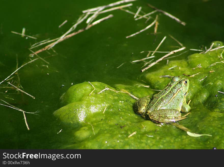 Green frog sun bathing on pond