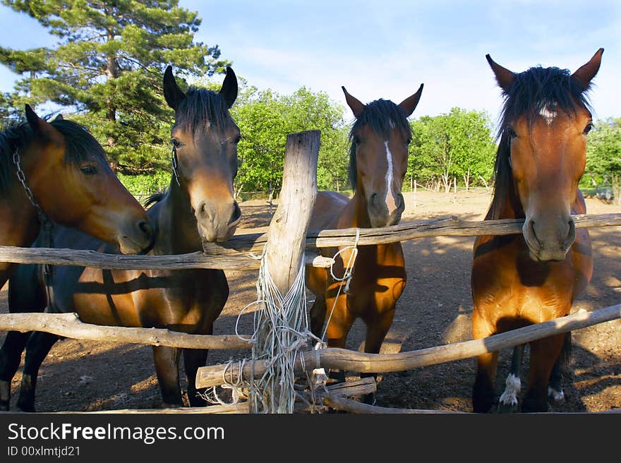 Close up of horses on farm