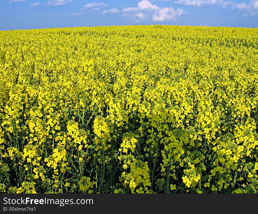 Blooming rape field