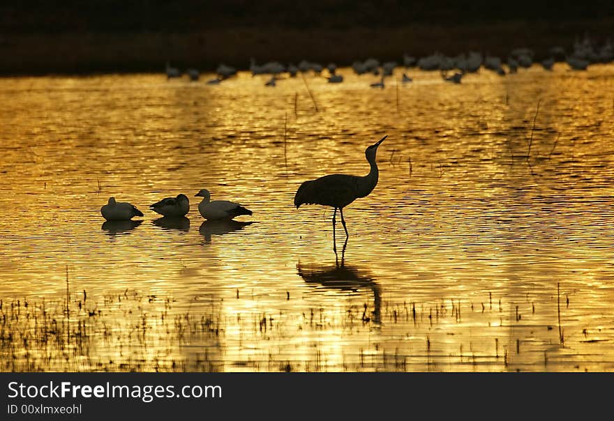 This image was taken at Bosque Del Apache, NM. This image was taken at Bosque Del Apache, NM