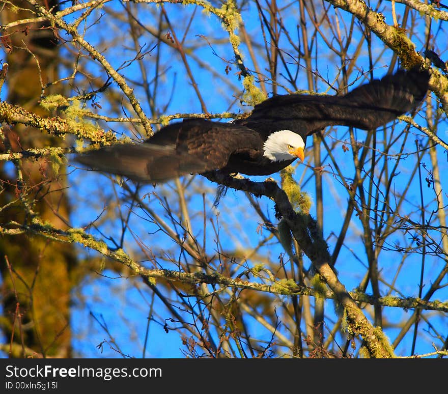 Eagle Flight