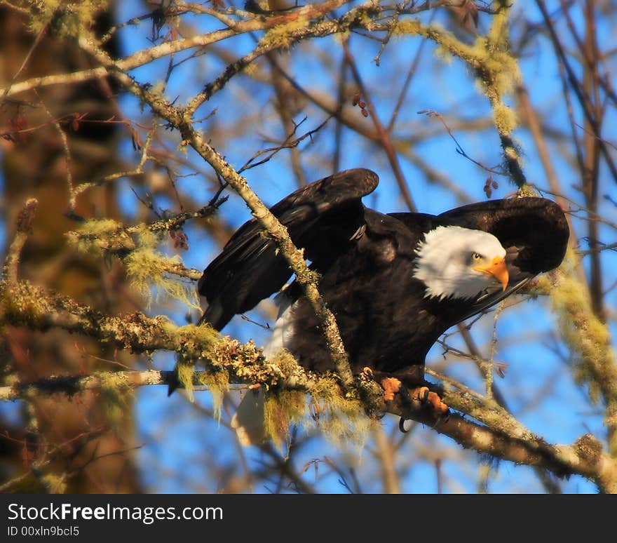 Perched Eagle II