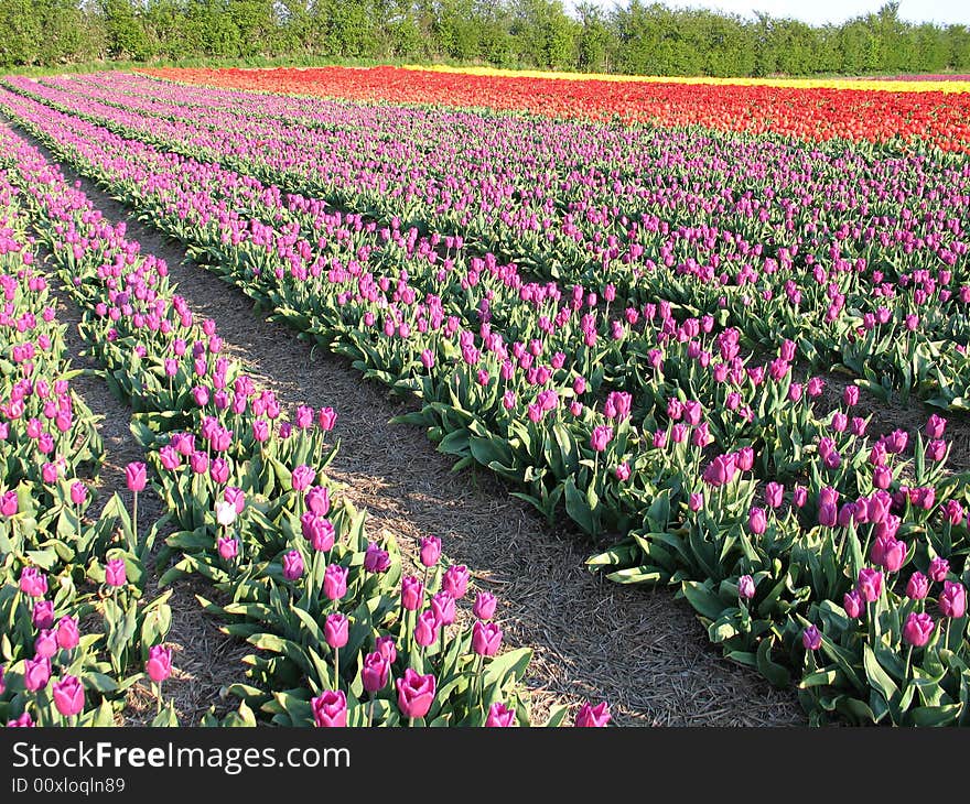 Field of tulip in the spring