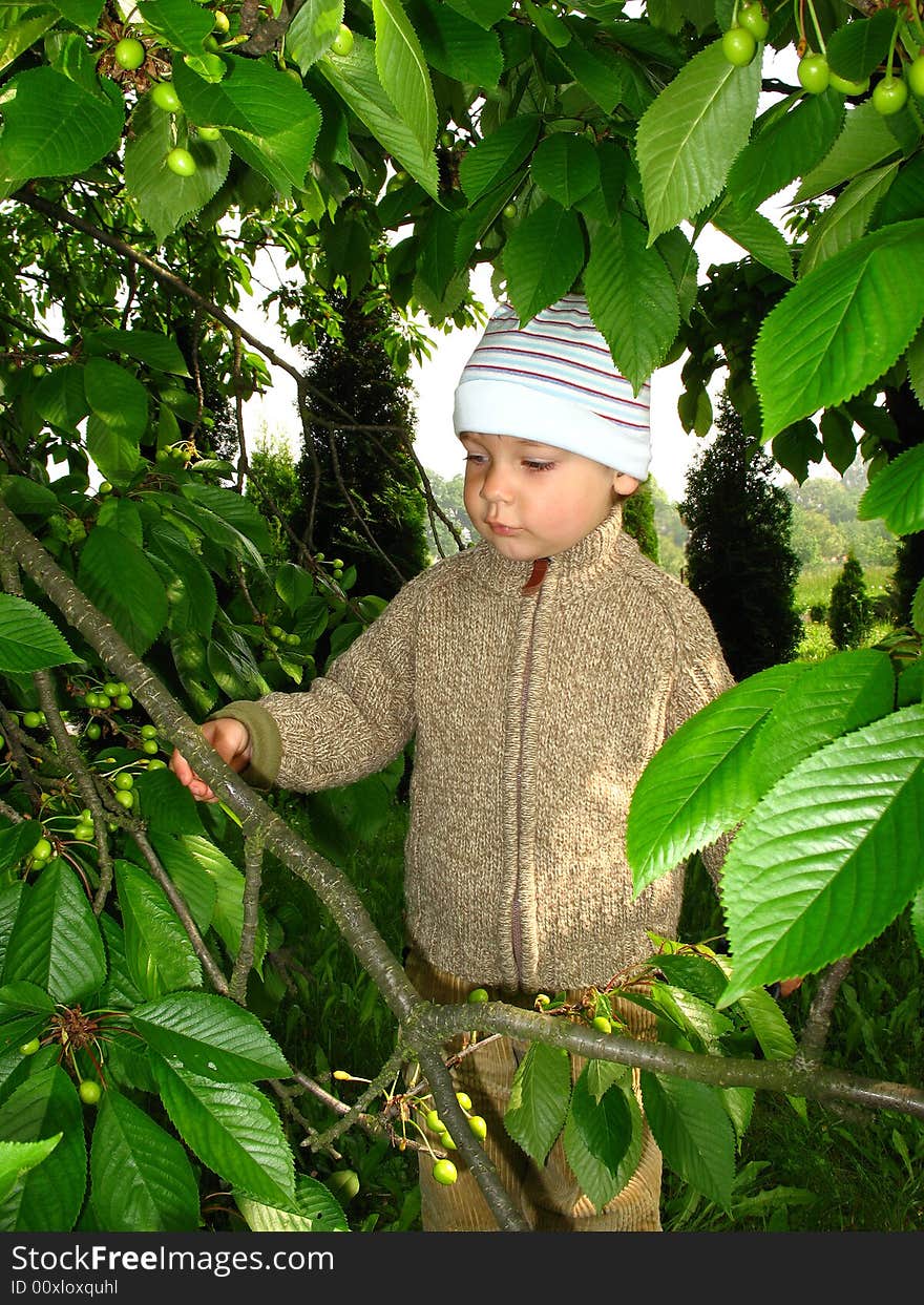 Little boy inspect cherrys. Toddler play under cherry tree. Little boy inspect cherrys. Toddler play under cherry tree.