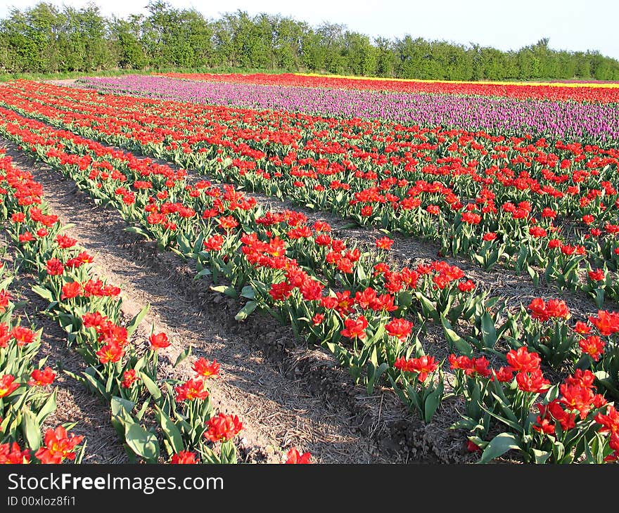 Field of red tulip in the spring