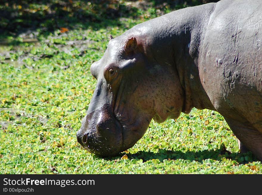 A hippo cooling himself in a swamp. A hippo cooling himself in a swamp