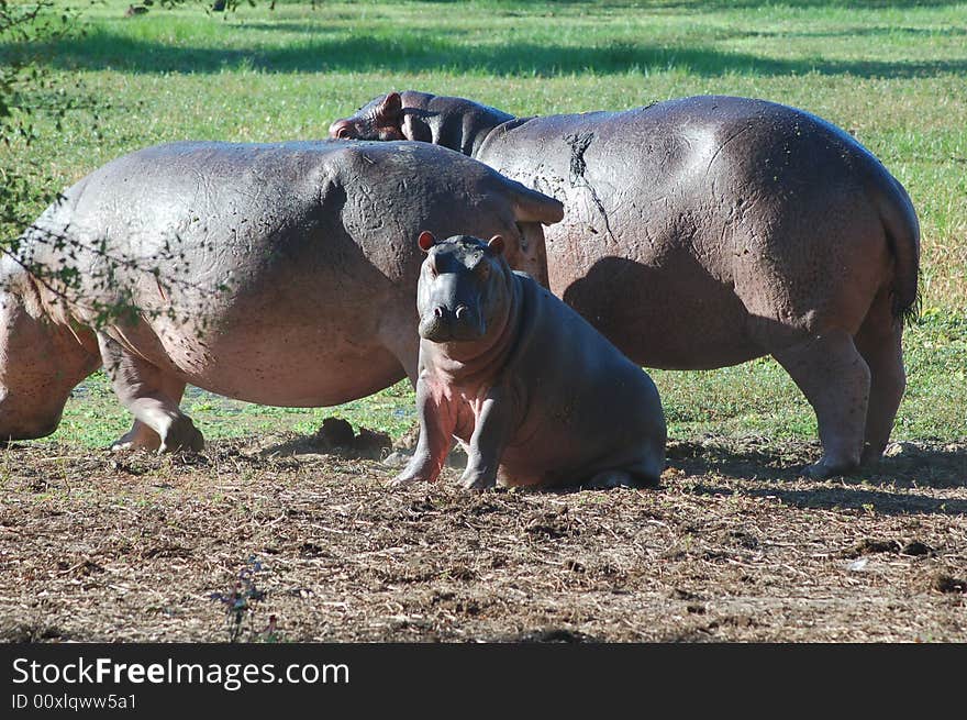 A hippopotamus family resting on the bank