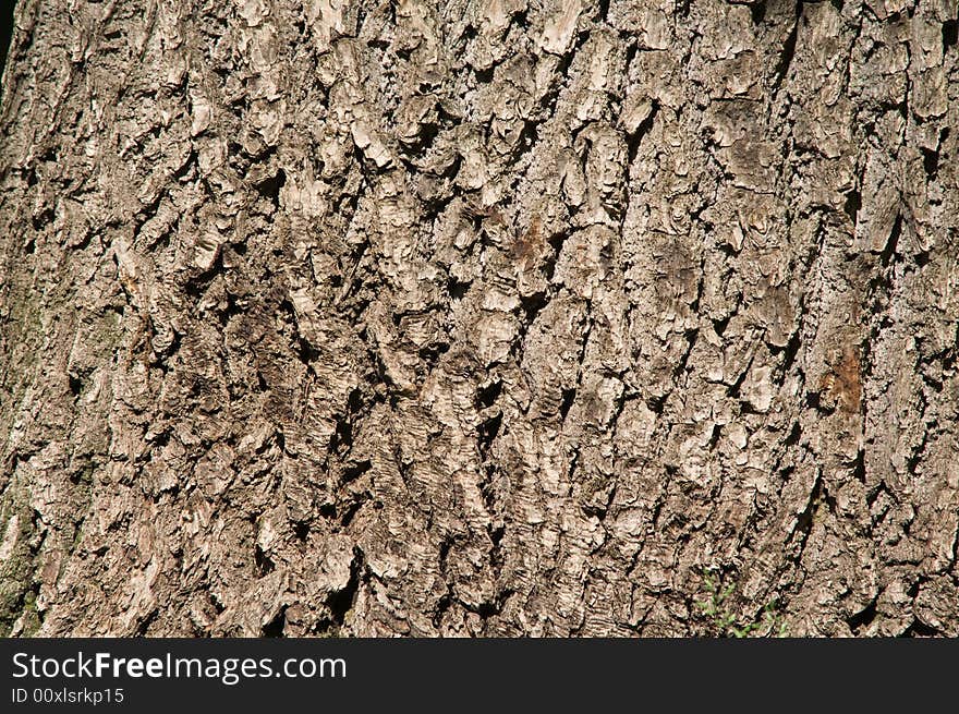 Grey oak bark on a sunny day