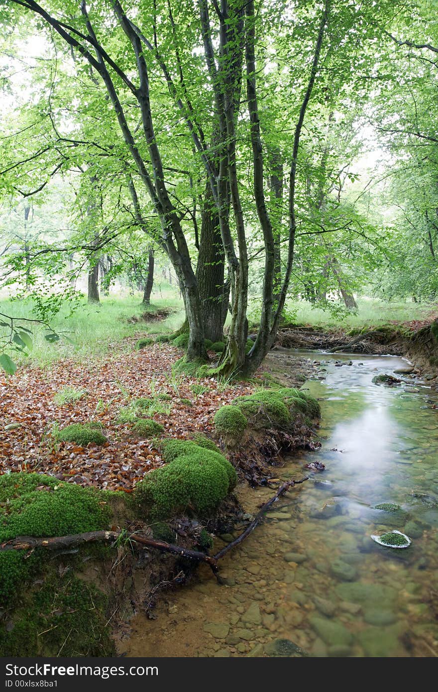 A small stream in a european forest, springtime, Italy. A small stream in a european forest, springtime, Italy.