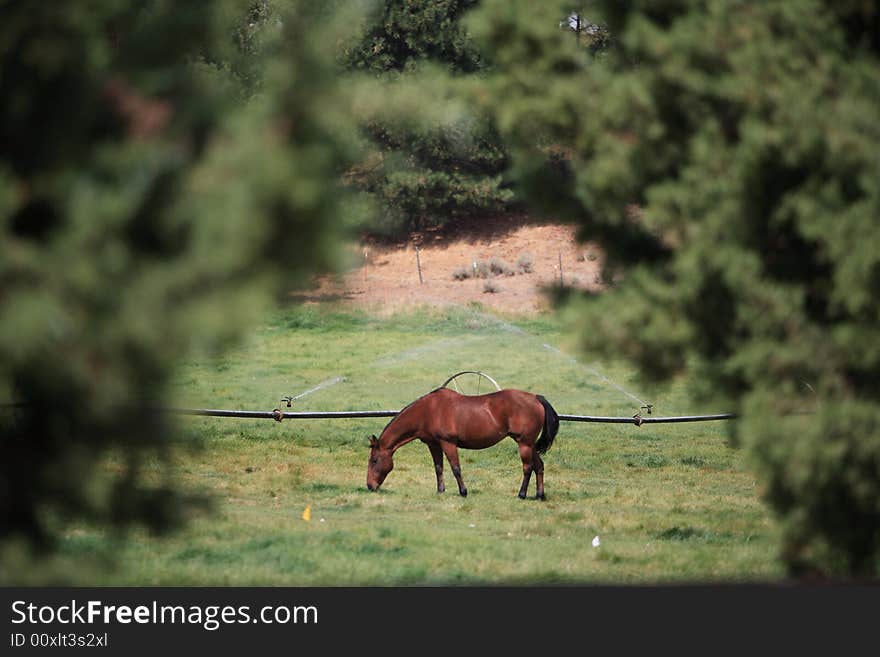 Grazing Horse