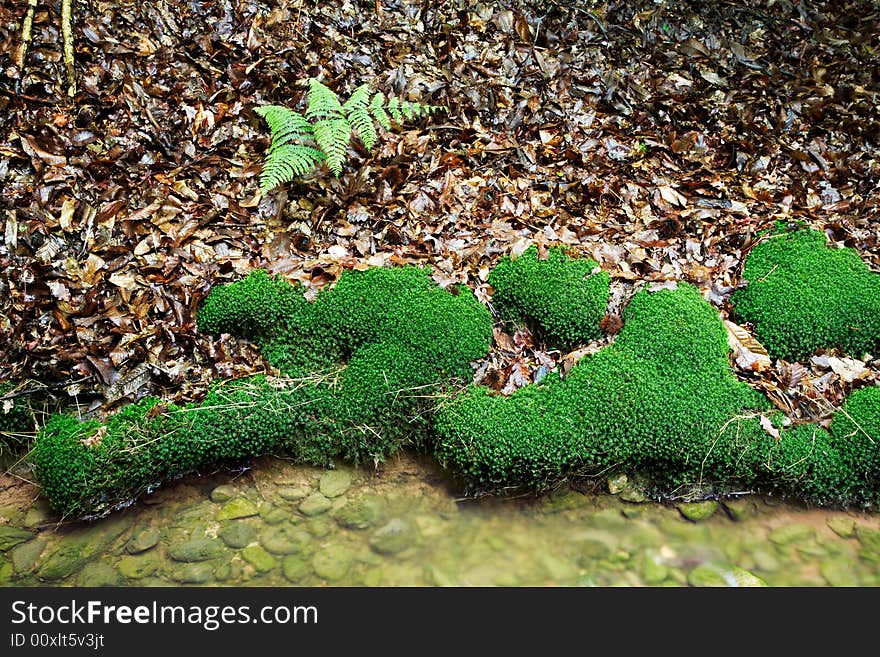 Green fern and musk next a small stream in the woods.