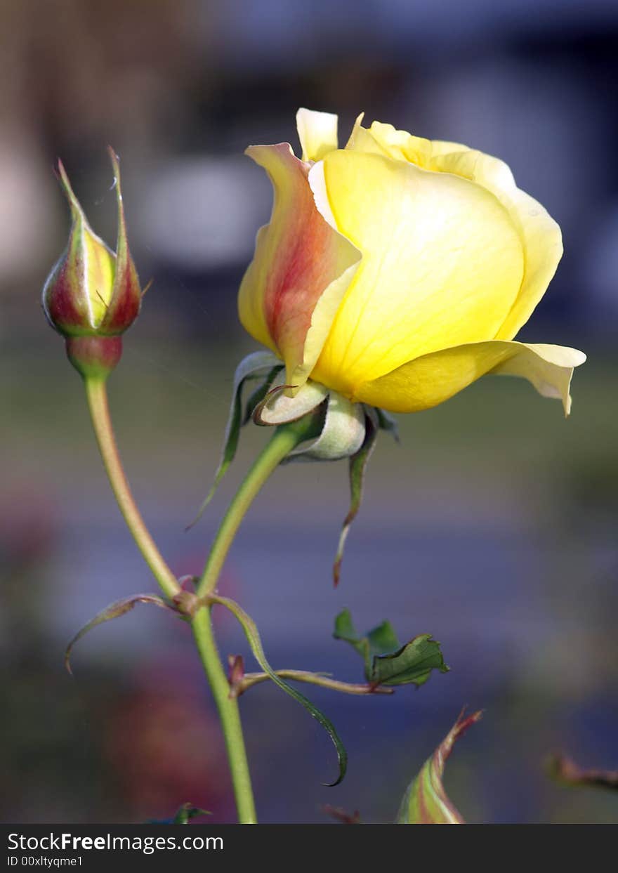 This a yellow rose it was taken in the rose gardens of Cowra 200 miles west of Sydney.