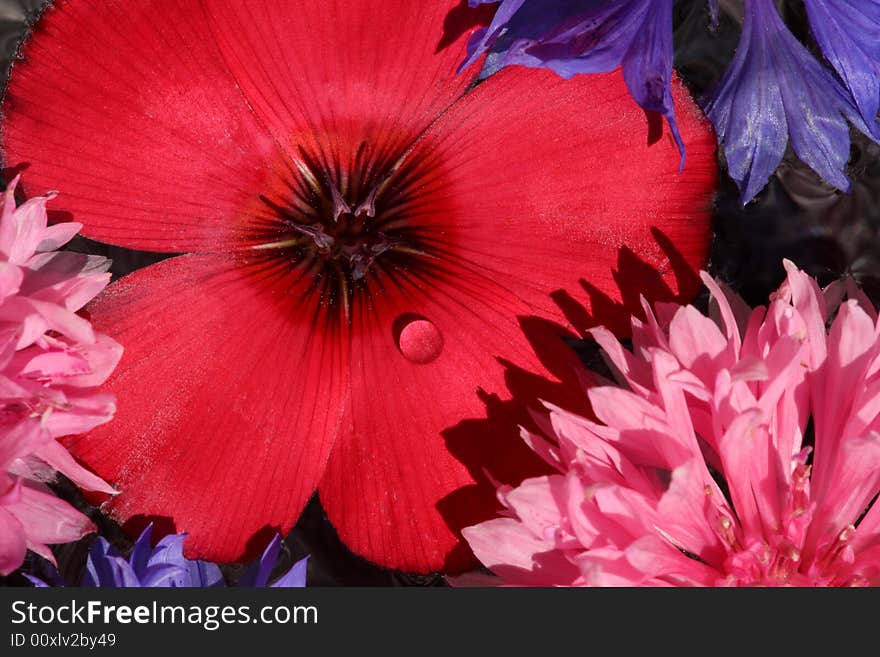 Small red garden flower surrounded in Bachelors Button. Small red garden flower surrounded in Bachelors Button.