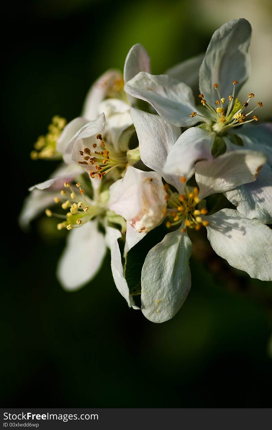 Artistic closeup photo of an apple blossom. Artistic closeup photo of an apple blossom.