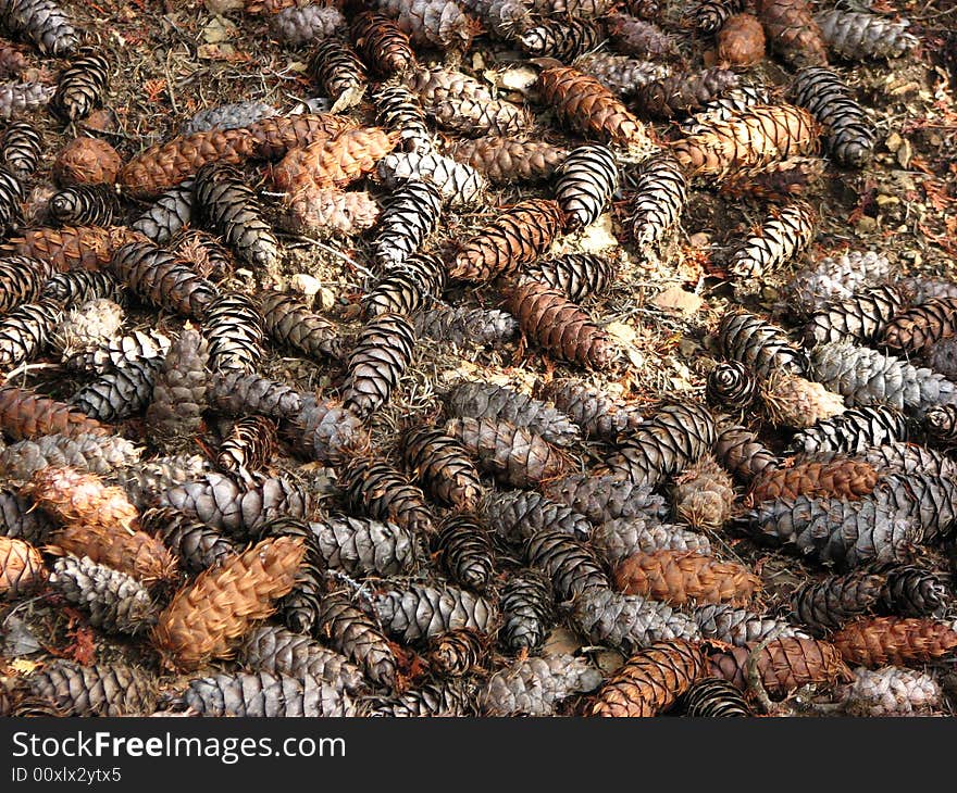 Pine cones