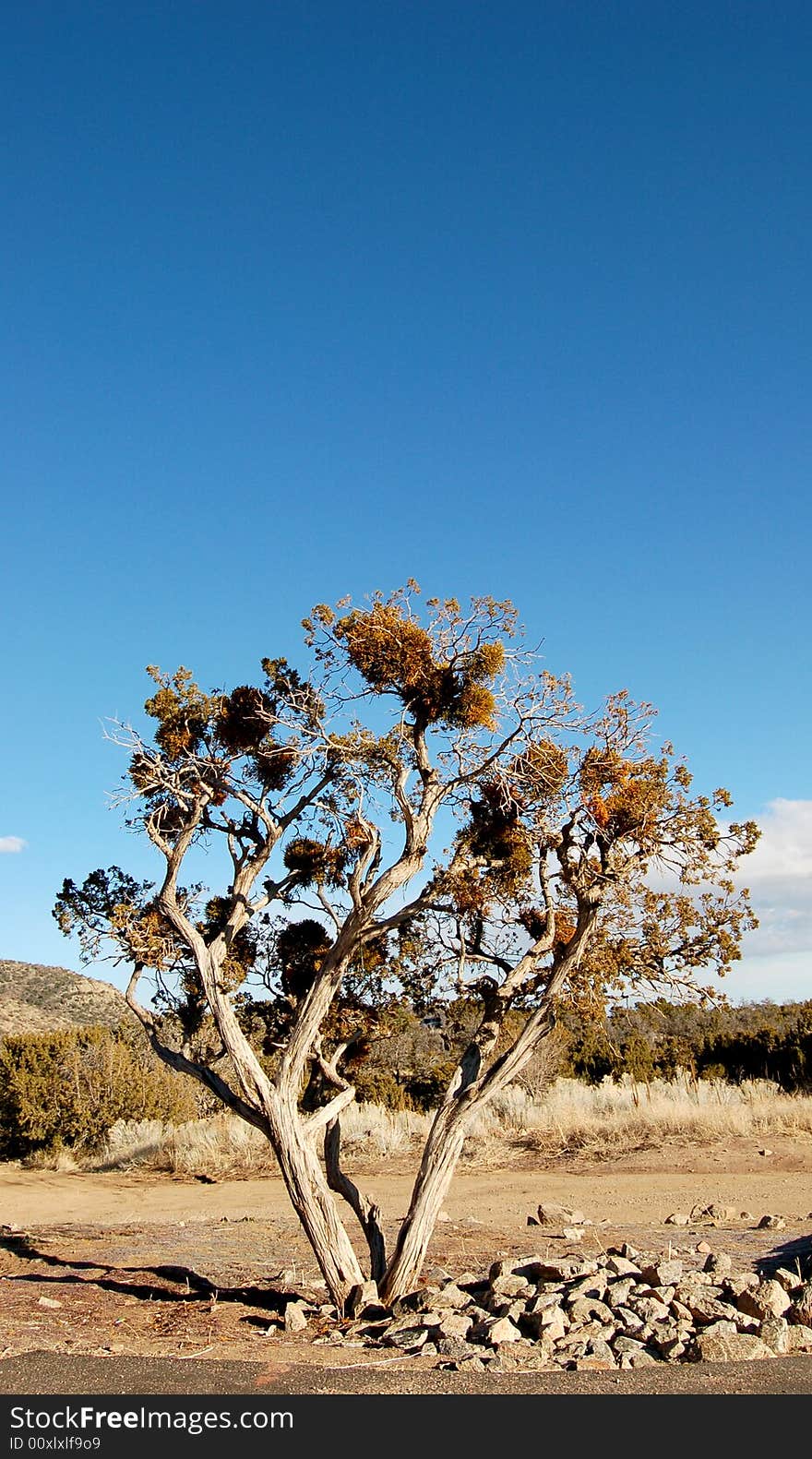 Old tree in the desert southwest. Old tree in the desert southwest.