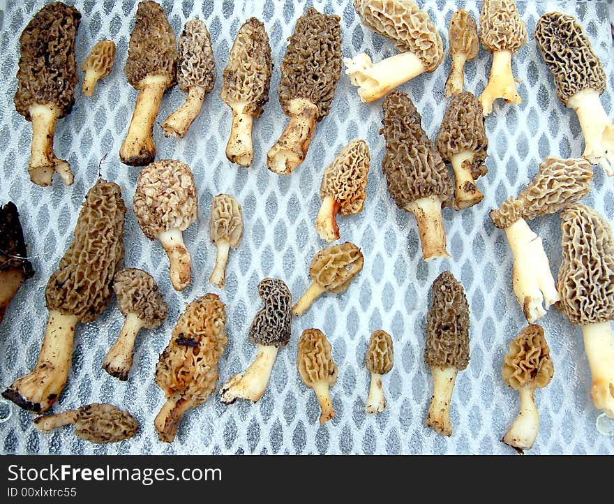 Collection of morels picked during a mushroom hunt. Collection of morels picked during a mushroom hunt.