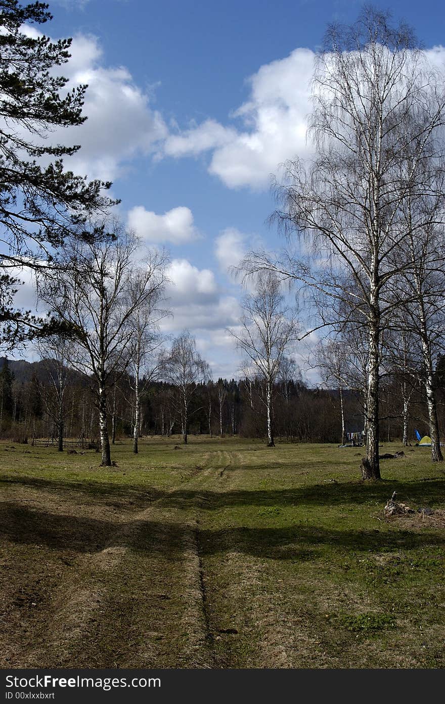 Russia, Bashkiria, Ural birch on road