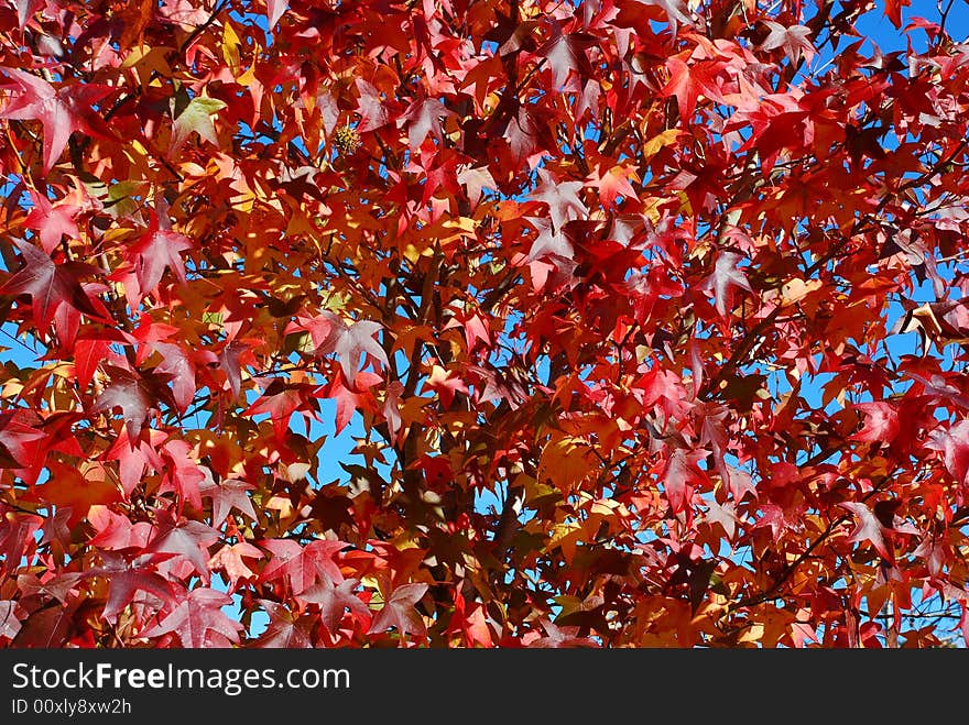 A close up of autumn leaves. A close up of autumn leaves