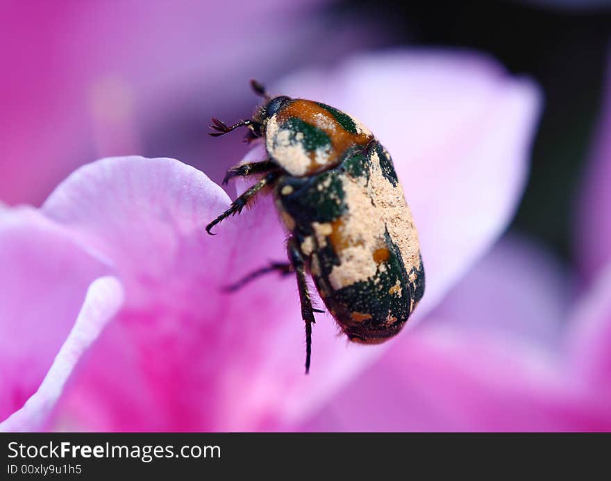 Flower and beetle