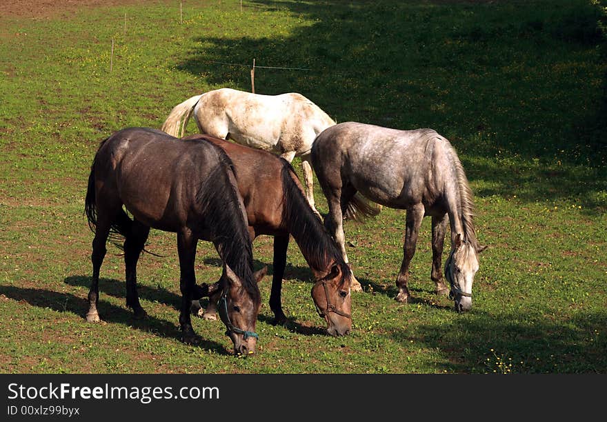 A small group of horses are out at grass