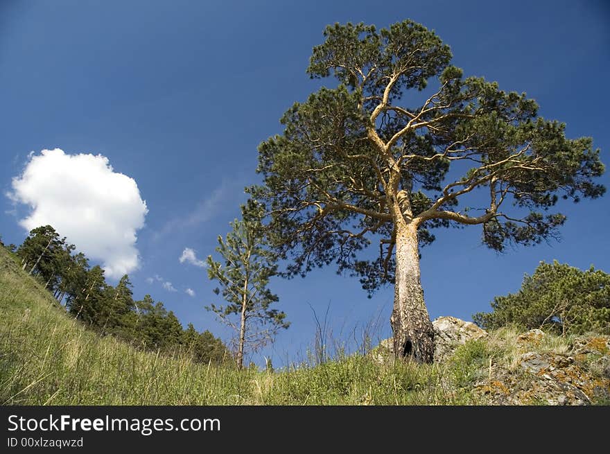 Pine on a background of the light-blue sky. Pine on a background of the light-blue sky.