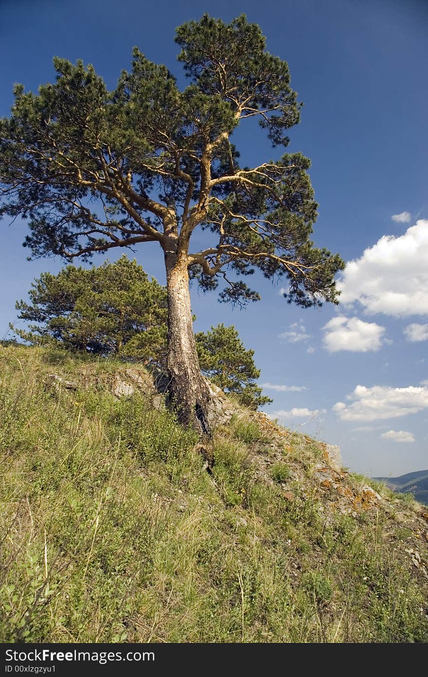 Pine on a background of the light-blue sky. Pine on a background of the light-blue sky.