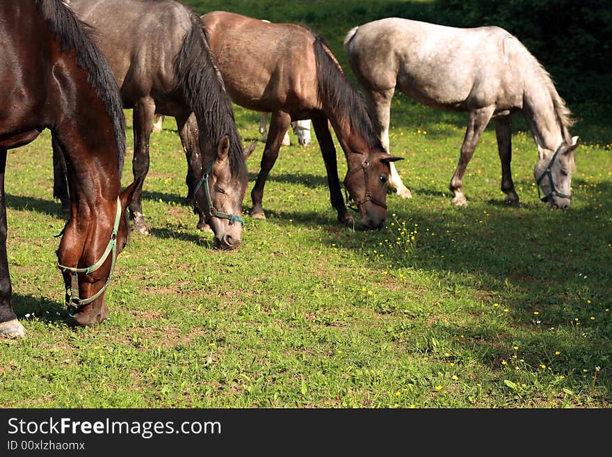 A small group of horses are out at grass