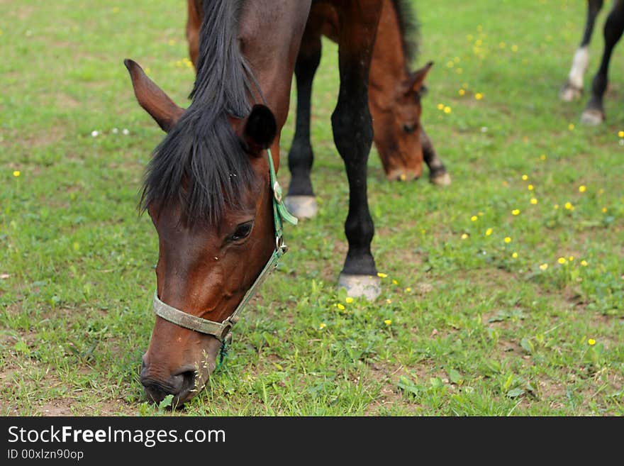 A horses are out at grass