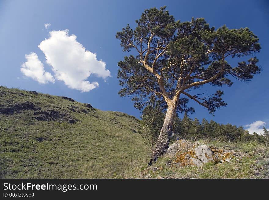 Pine on a background of the light-blue sky. Pine on a background of the light-blue sky.