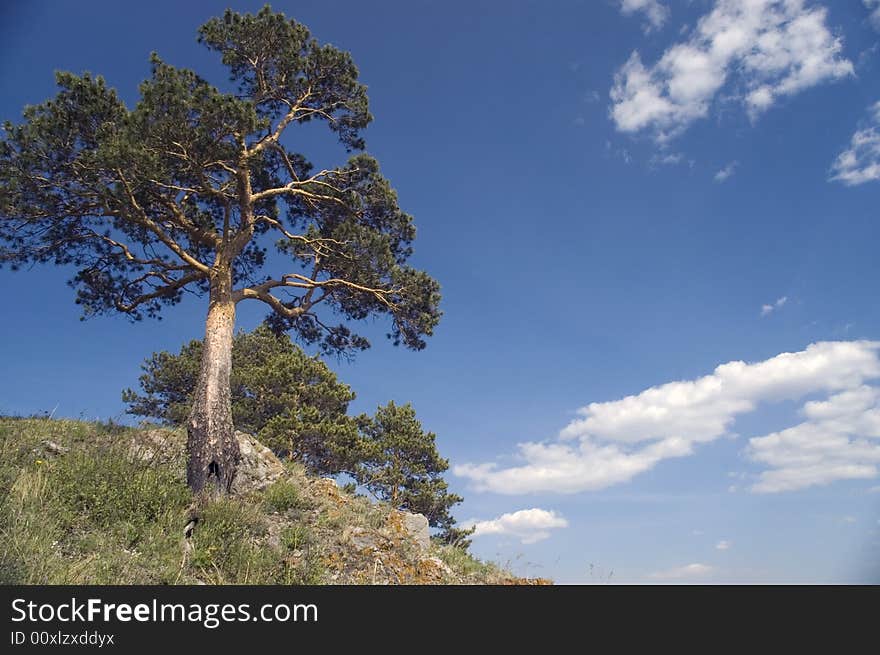 Pine on a background of the light-blue sky. Pine on a background of the light-blue sky.