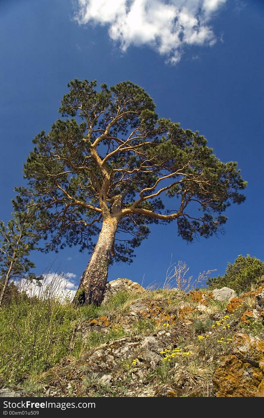 Pine on a background of the light-blue sky. Pine on a background of the light-blue sky.