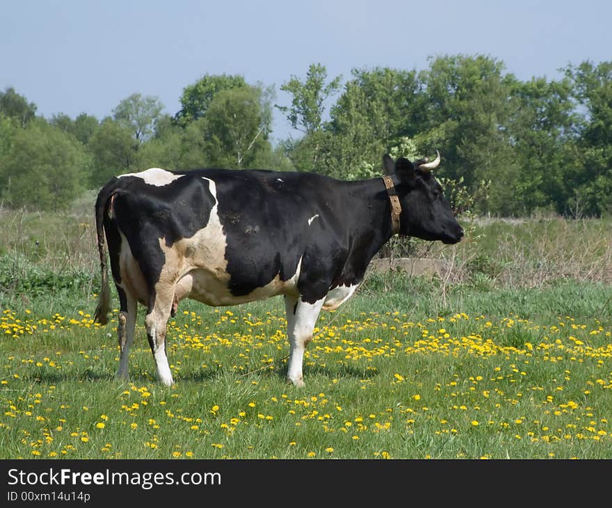 Cow