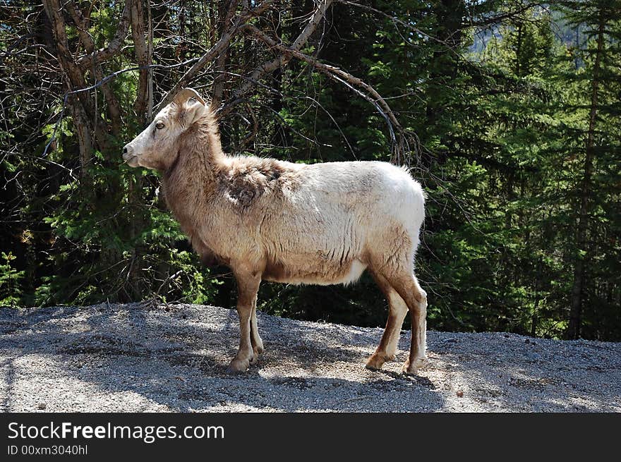 A goat resting beside a local road in banff national park, alberta, canada. A goat resting beside a local road in banff national park, alberta, canada