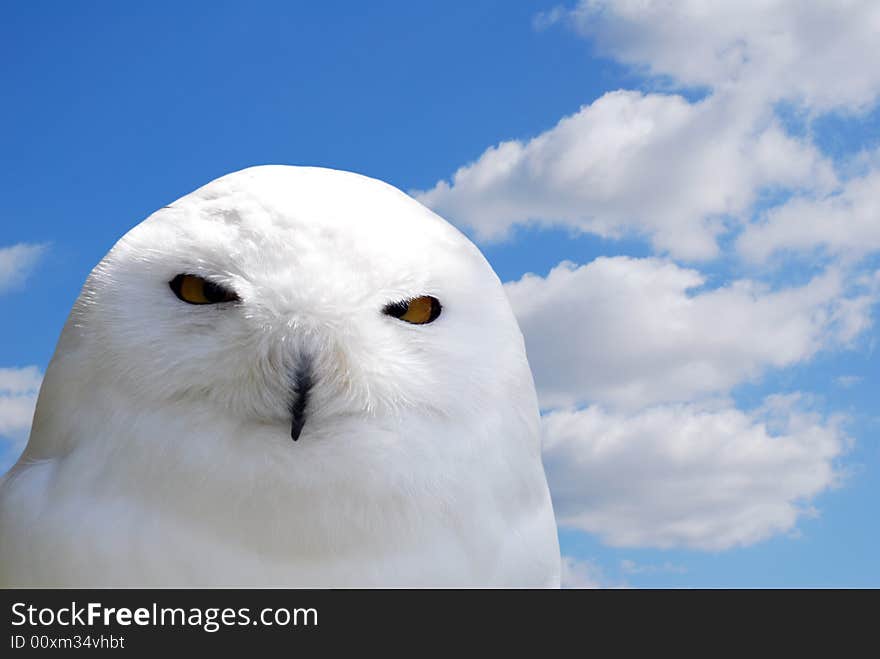 Close-up of white snowy owl against cloudy sky