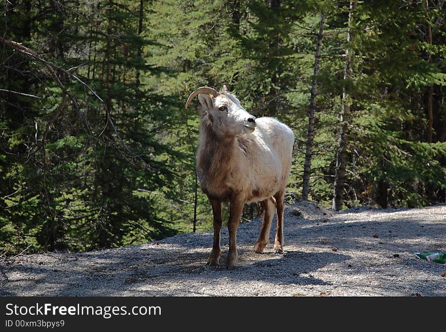 A goat resting beside a local road in banff national park, alberta, canada. A goat resting beside a local road in banff national park, alberta, canada