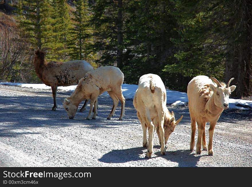 A group of mountain goats eating beside a local road in banff national park, alberta, canada